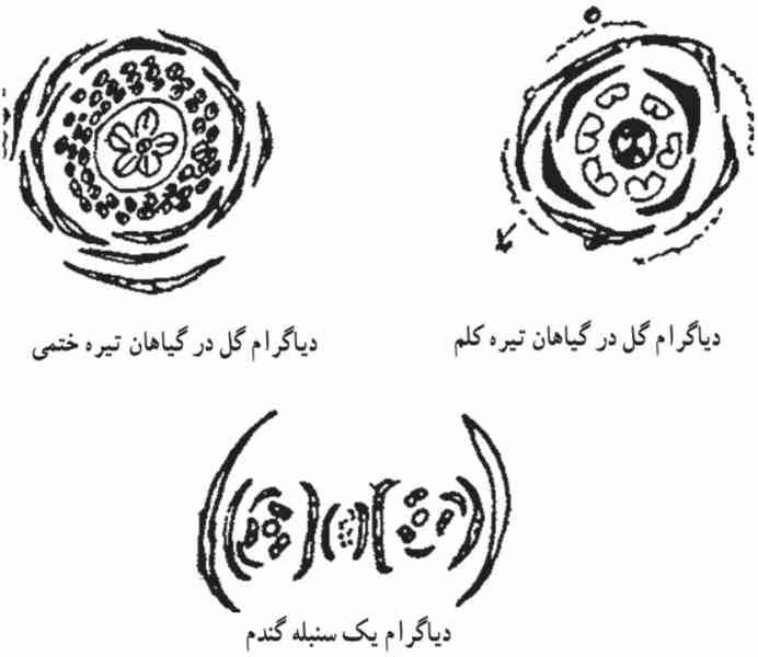 رونگارهای گل