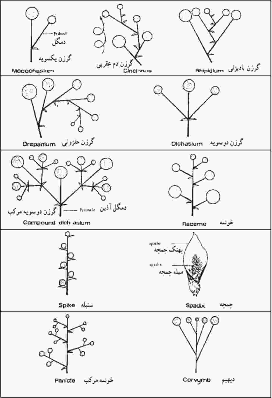 اقسام گل آذین