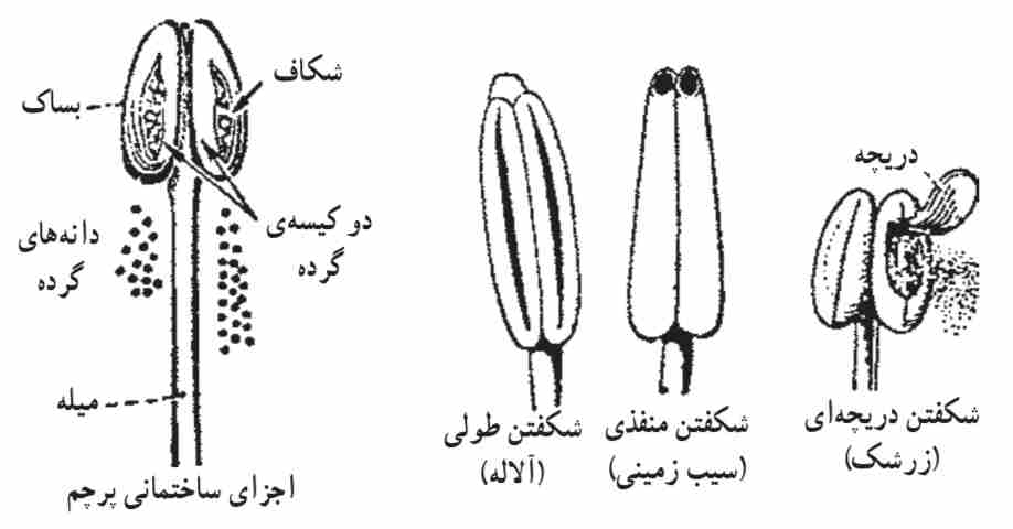 ساختمان پرچم و انواع شکفتن پرچم‌ها