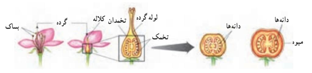 تشکیل میوه