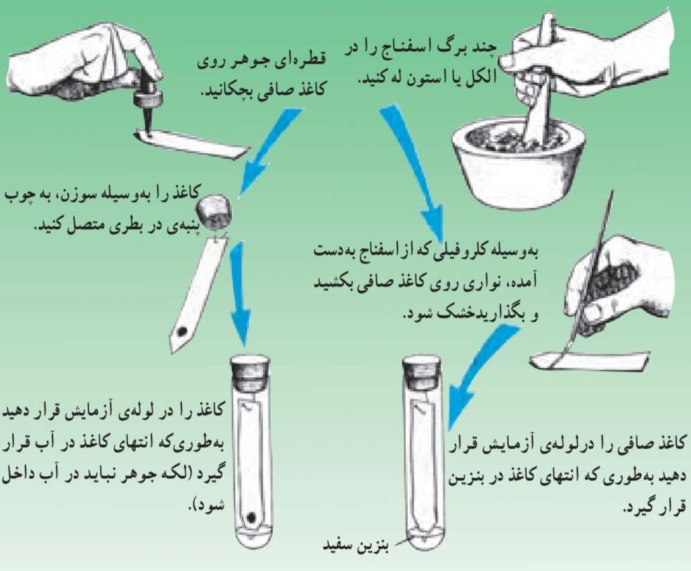 کروماتوگرافی برای جدا کردن رنگ‌های موجود در برگ