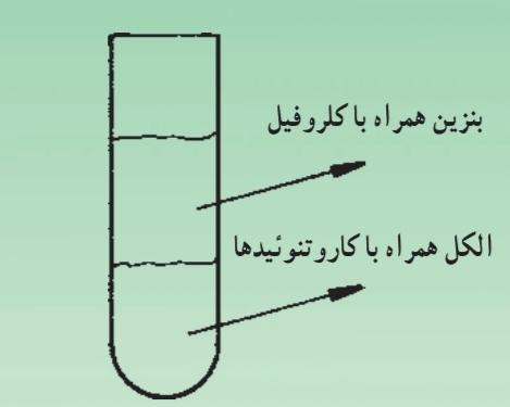 جدا کردن رنگیزه های موجود در برگ
