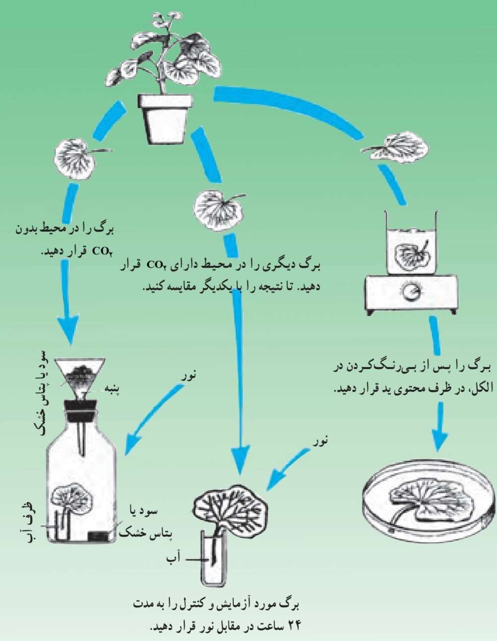 بررسی لزوم CO2 در عمل فتوسنتز