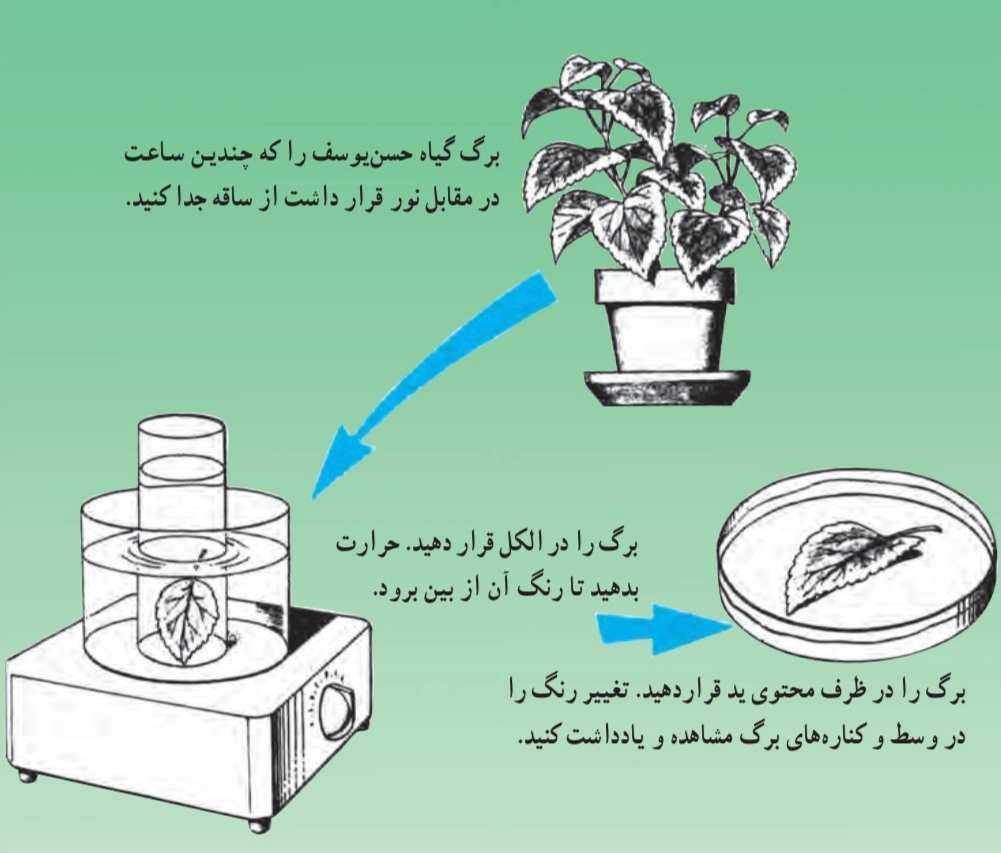 بررسی لزوم کلروفیل در عمل فتوسنتز