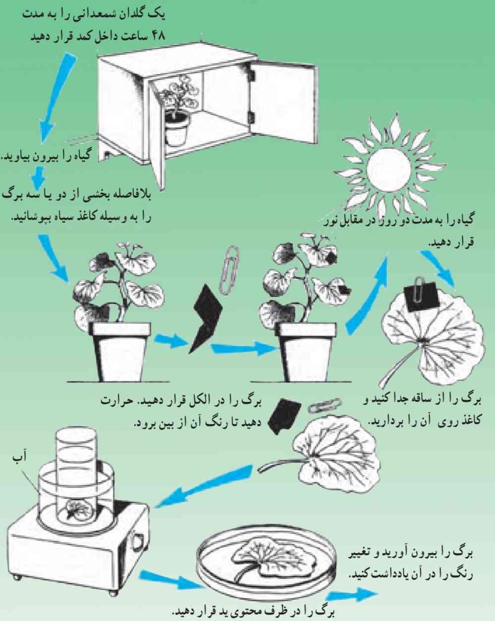 بررسی لزوم نور در انجام عمل فتوسنتز