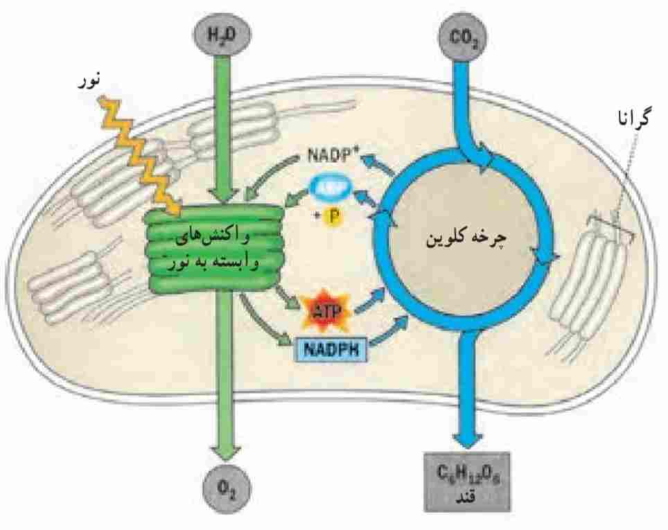 واکنش‌های نوری فتوسنتز، تولید غیر حرفه‌ای ATP و تولید چرخه‌ای الکترون