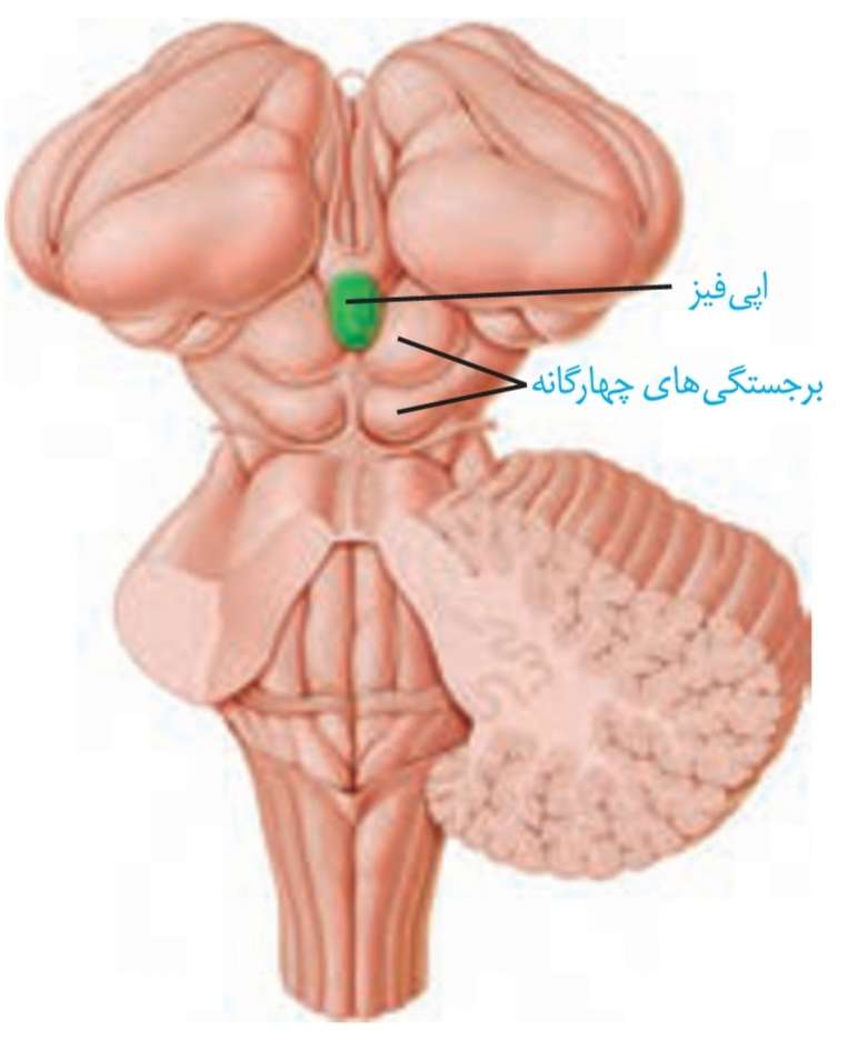 سطح پشتی مغز میانی