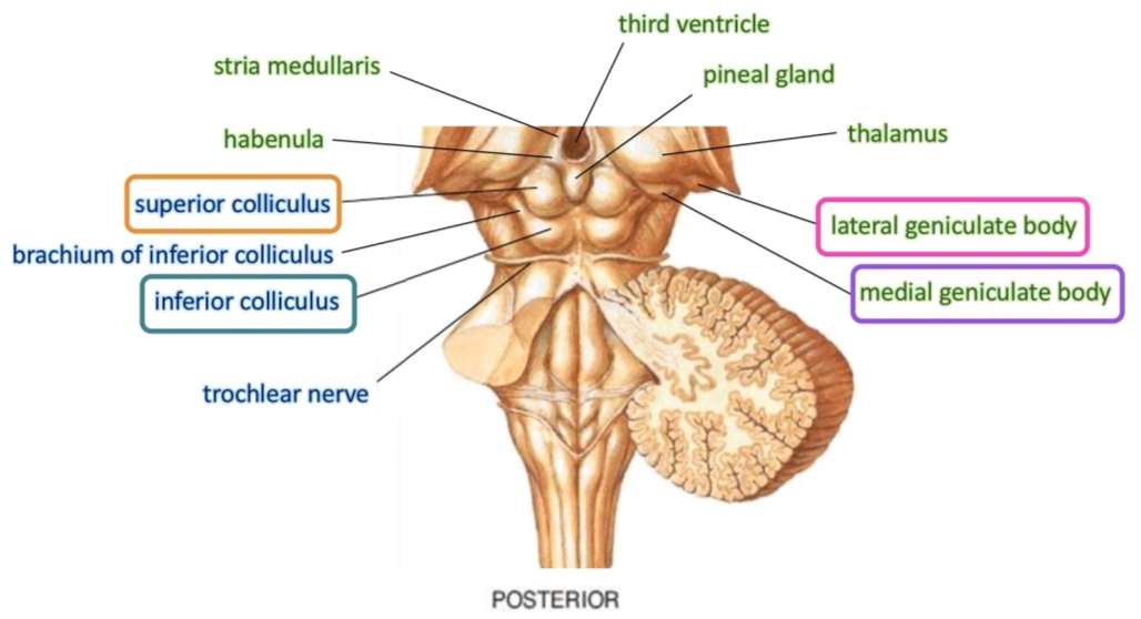 سطح پشتی مغز میانی