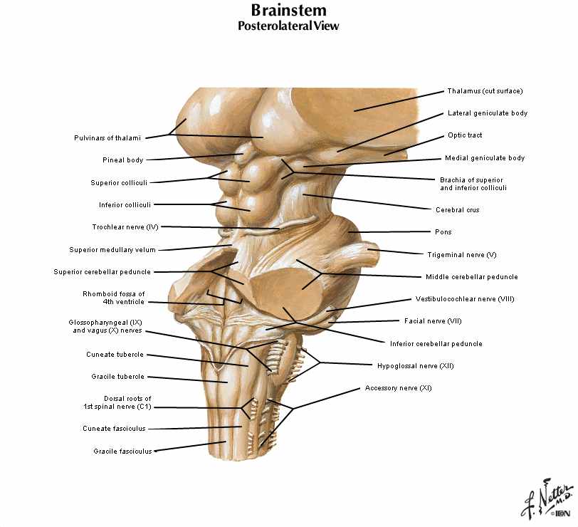 سطح پشتی جانبی مغز میانی
