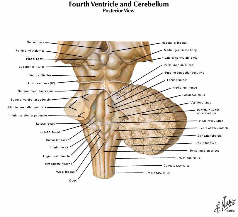 سطح پشتی مغز میانی