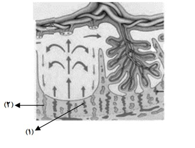 کنکور سراسری زیست خارج از کشور و داخل کشور