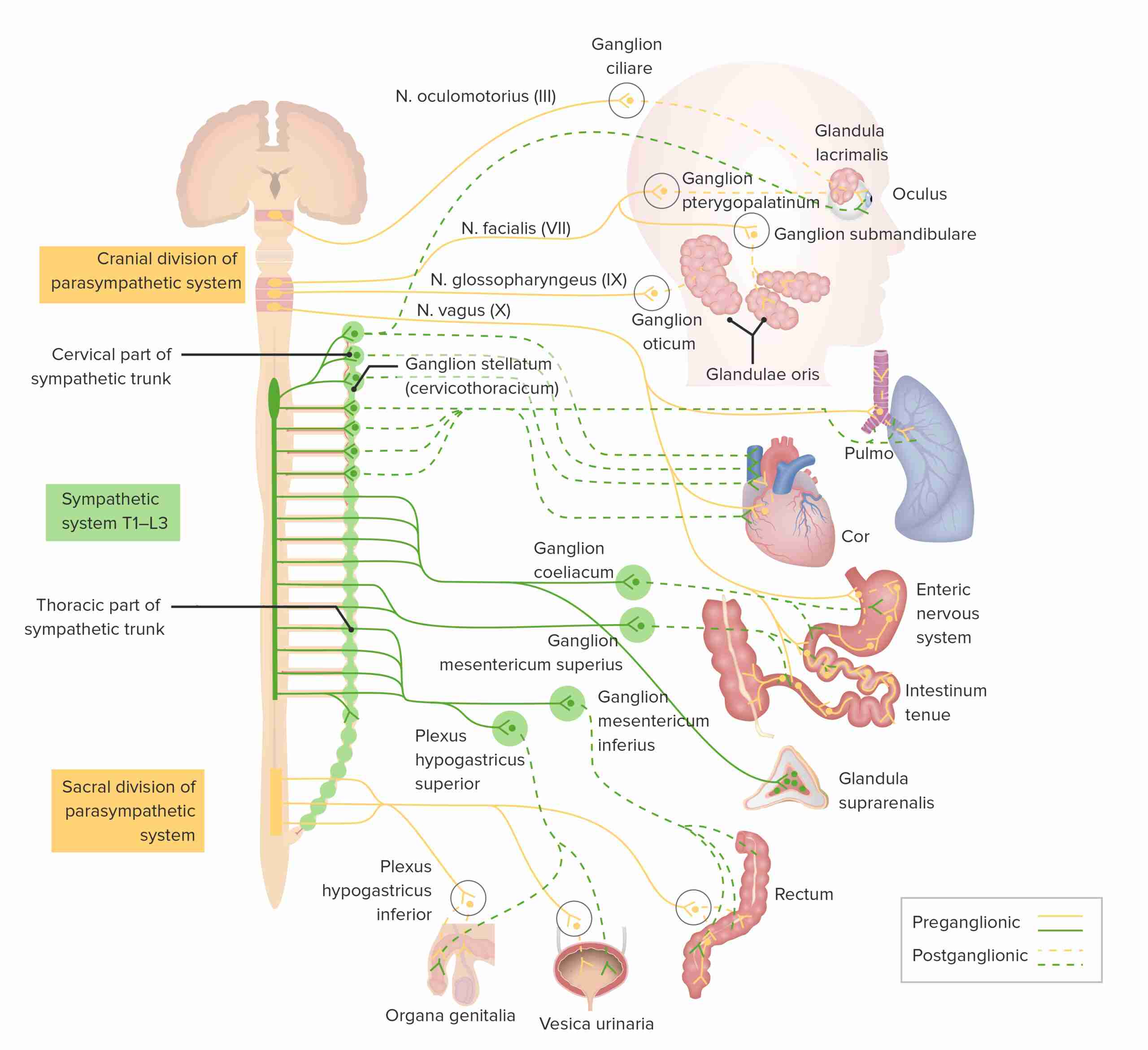 سمپاتیک و پاراسمپاتیک