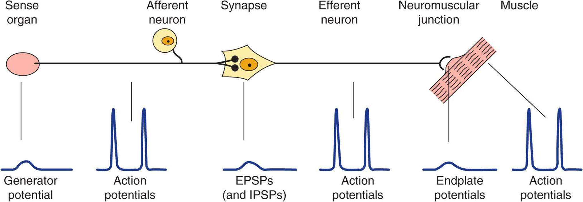 مدار رفلکسی