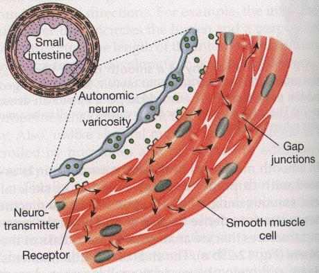 ماهیچه صاف احشایی