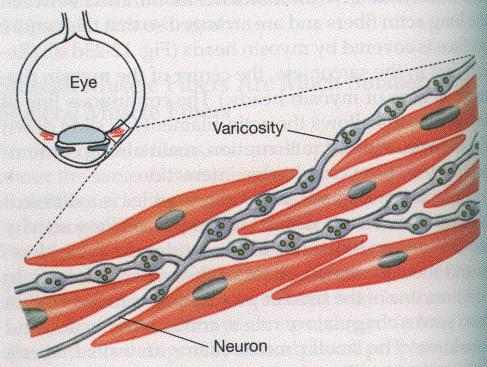 ماهیچه صاف چند واحدی