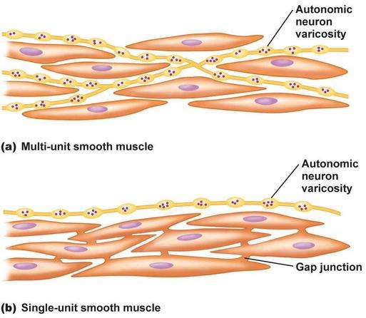 انواع ماهیچه صاف