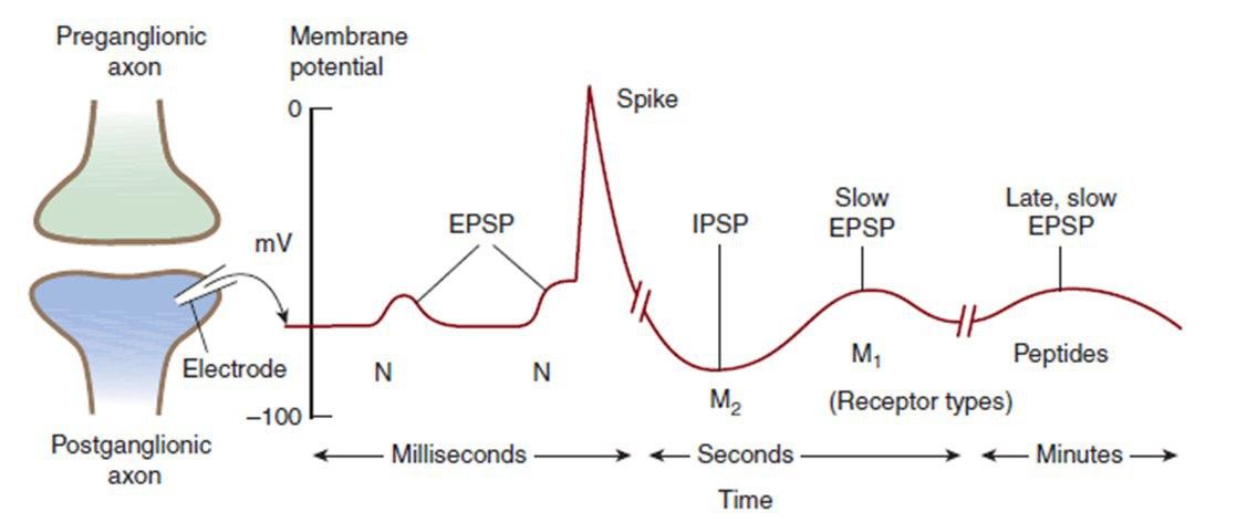 پتانسیل های پس سیناپسی عقده های خودمختار