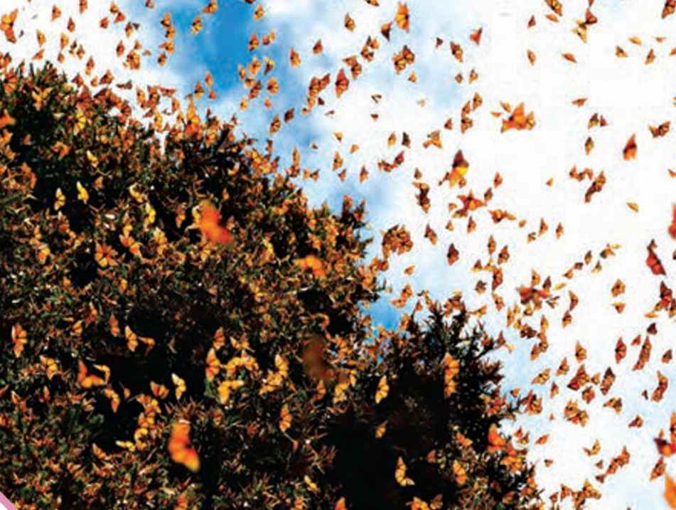 پروانه مونارک زیست دهم