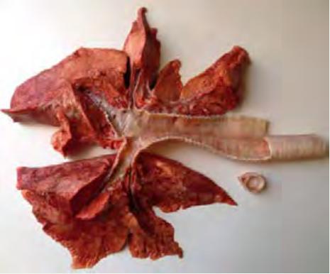 تشریح شش گوسفند زیست دهم