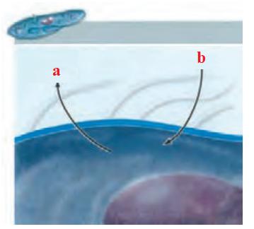 تنفس از طریق انتشار در تک یاخته‌ای‌ها (پارامسی) زیست دهم