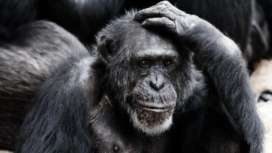 فیزیولوژی پزشکی گایتون و هال؛ مکانیسم های رفتاری و انگیزشی مغز – سیستم لیمبیک و هیپوتالاموس