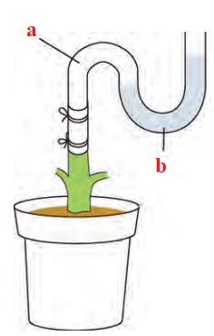 آزمایشی برای اندازه گیری فشار ریشه ای