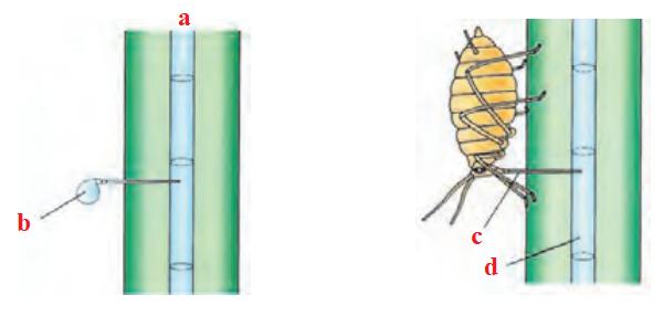 استفاده از شته برای تعیین سرعت و ترکیب شیرۀ پرورده
