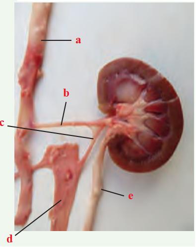 تشریح کلیهٔ گوسفند