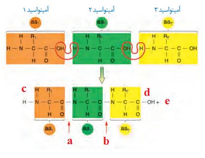 تشکیل پیوند پپتیدی