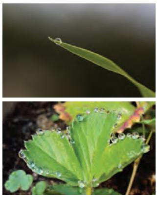 تعریق در گیاهان