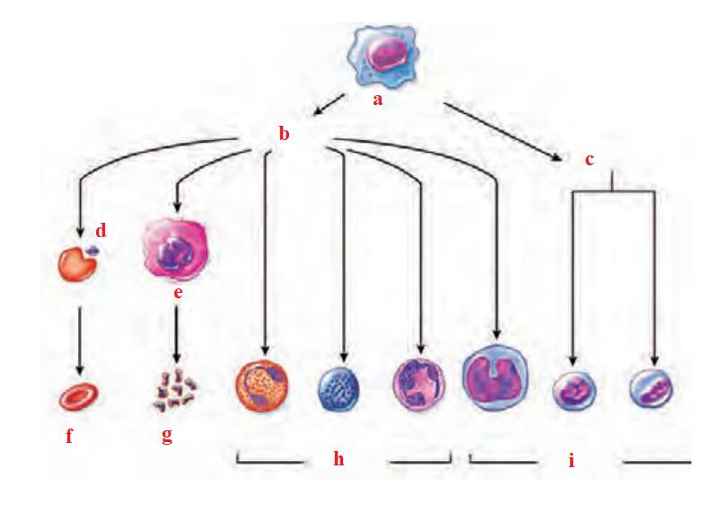 تولید بخش یاخته ای و گِرده ها توسط یاخته های بنیادی مغز استخوان