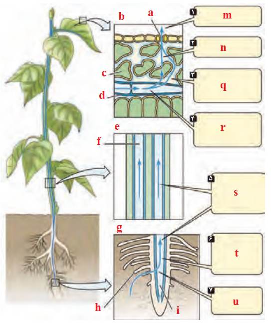 حرکت شیرۀ خام، تحت تأثیر مکش تعرقی