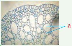 سامانۀ بافت زمینه ای