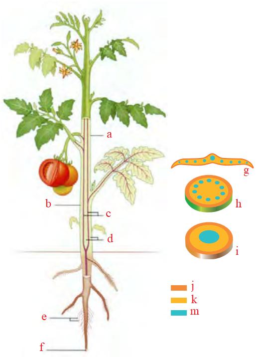 سه سامانهٔ بافتی در گیاه
