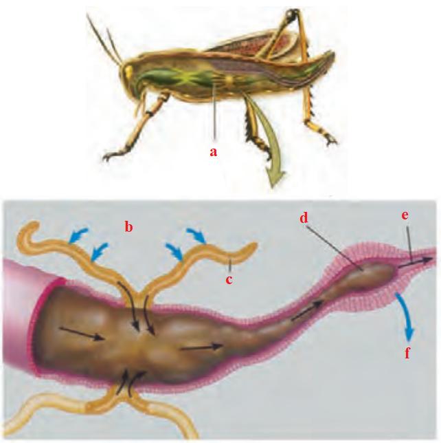 لوله های مالپیگی