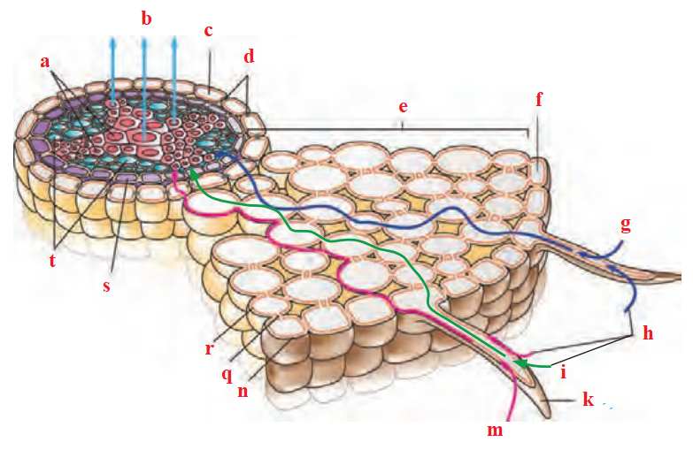 مسیر آپوپلاستی