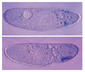 واکوئل انقباضی در پارامسی