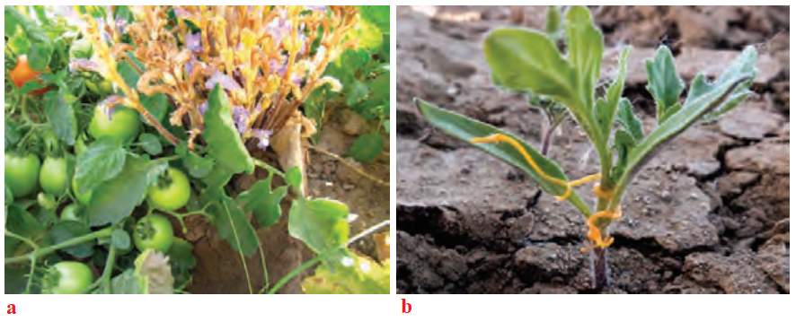 گیاه گل جالیز در کنار بوتۀ گوجه فرنگی و گیاه سس