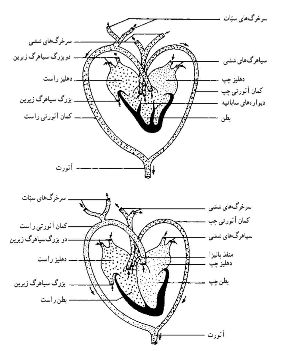 دستگاه گردش خون خزندگان پست (شکل بالا). دستگاه گردش خون خزندگان عالی (شکل پایین)