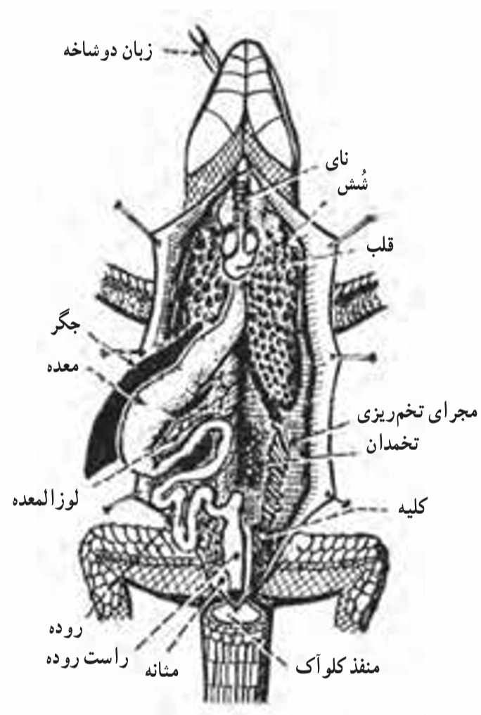 اندام‌های داخلی مارمولک