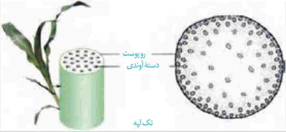 چگونگی قرارگیری سه سامانهٔ بافتی در ساختار نخستین ساقه گیاه تک‌لپه