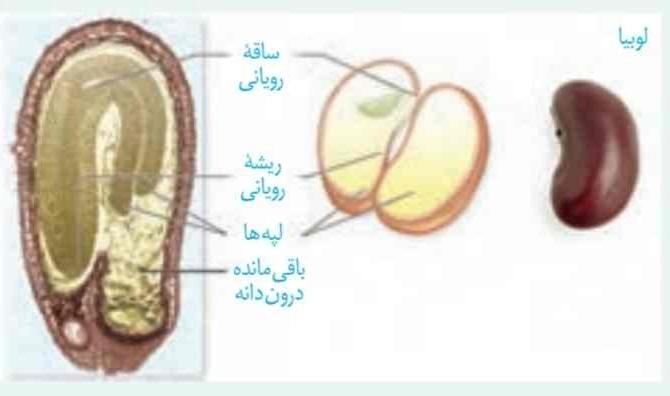 دانههای لوبیا را در فواصل زمانی دو روزه، بعد از خیس خوردن از وسط نصف