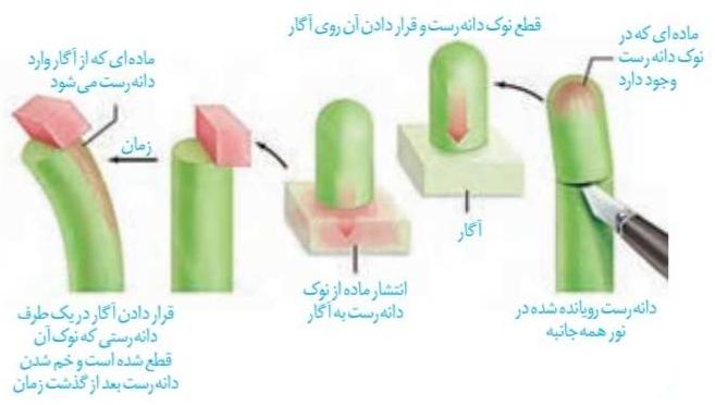ماده‌ای در نوک دانه‌رُست وجود دارد که عامل خم شدن آن در برابر نور یک جانبه است.