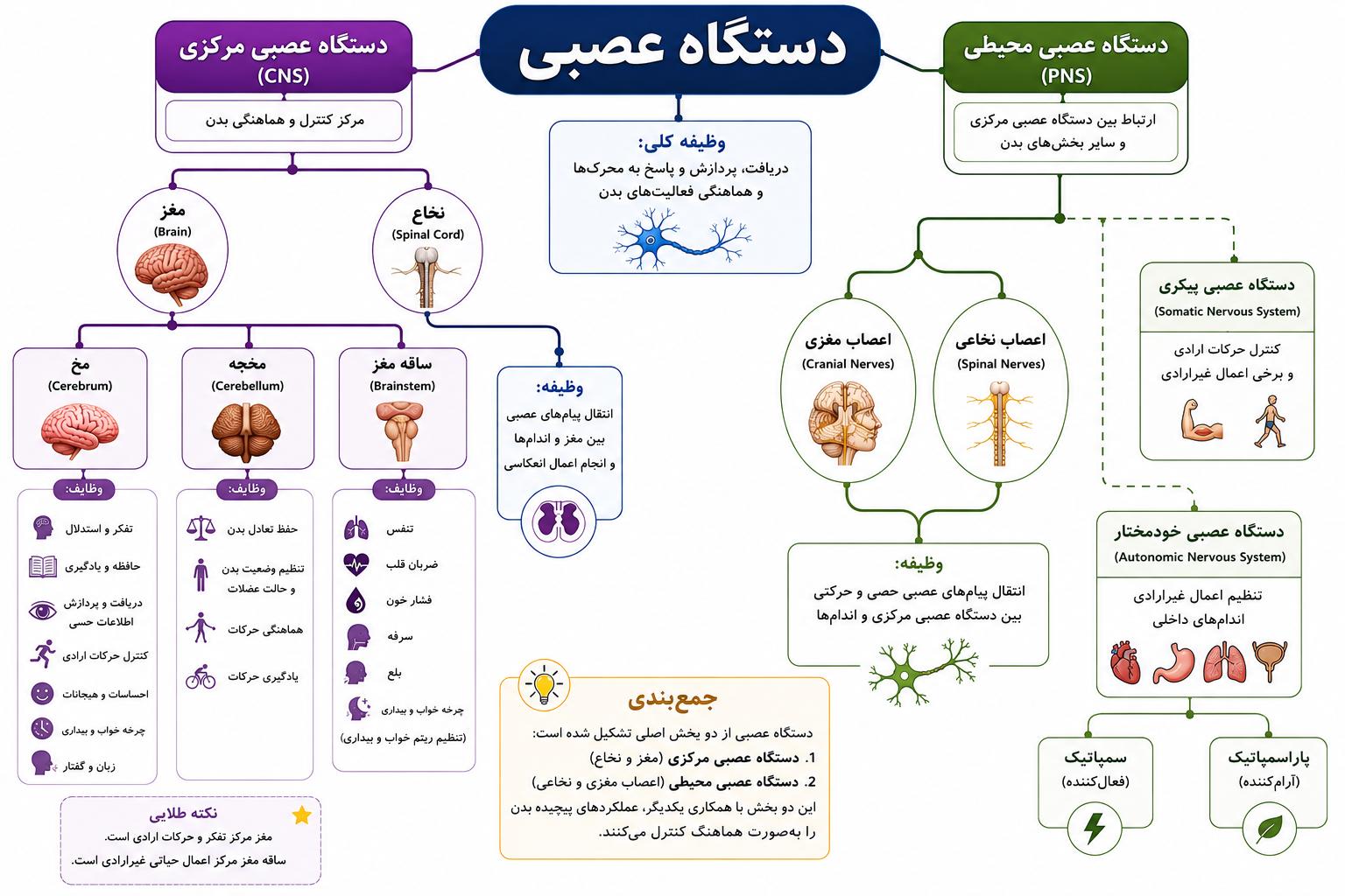 نقشه مفهومی از بخش های مختلف دستگاه عصبی فعالیت زیست شناسی یازدهم