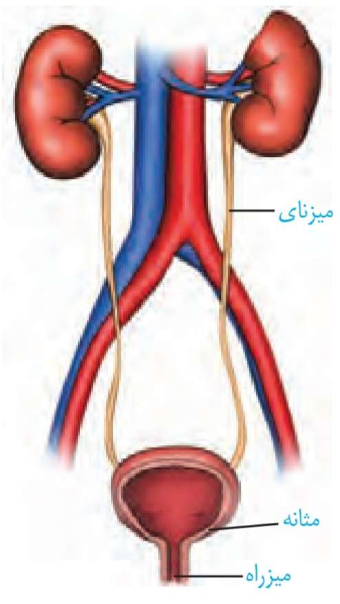ترسیمی از دستگاه دفع ادرار در انسان