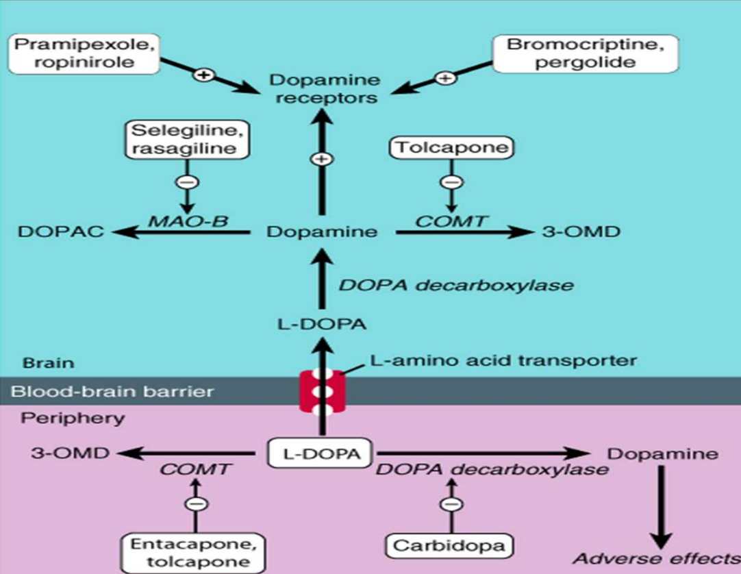 دارو درمانی پارکینسون