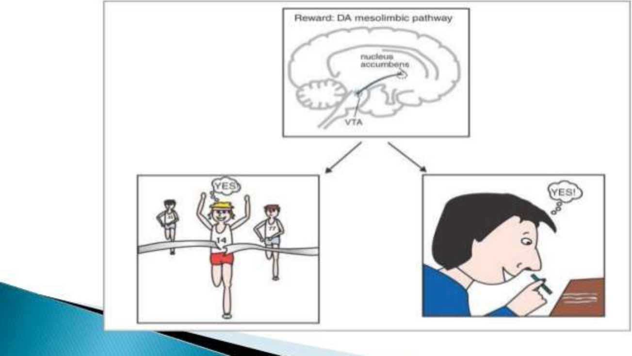 آخرین مسیر مشترک پاداش