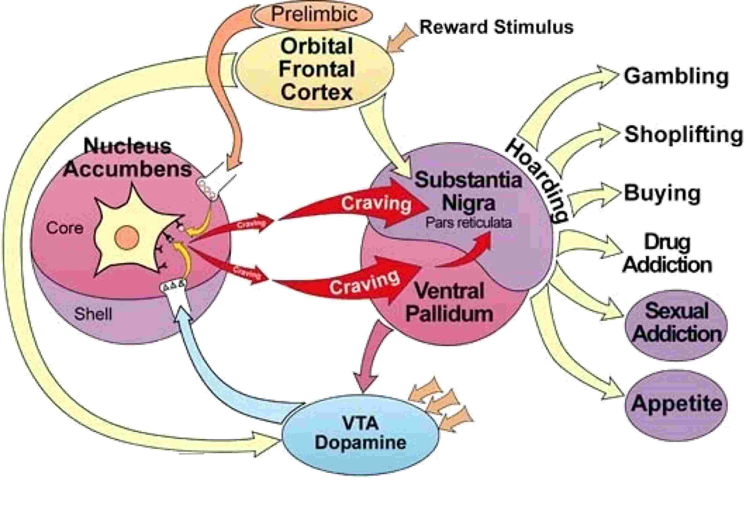 مسیرهای پاداش