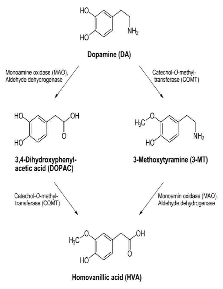 متابولیسم دوپامین