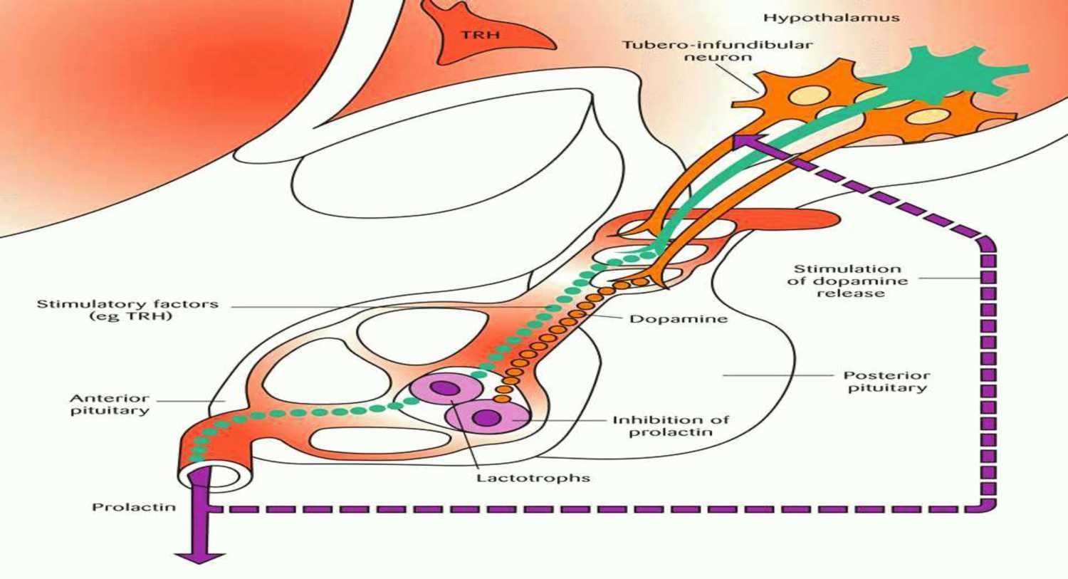 ◄ دستگاه توبرو-اینفوندیبولار دوپامینرژیک و سیستم پورتال هیپوفیزیال